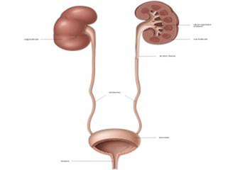 Böbrek Mesane Arası Özellikleri ve Faydaları Nelerdir?