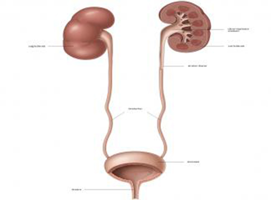 Böbrek Mesane Arası Özellikleri ve Faydaları Nelerdir?
