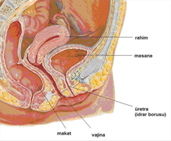 Mesane Kanseri Metastazı Belirtileri ve Tedavisi