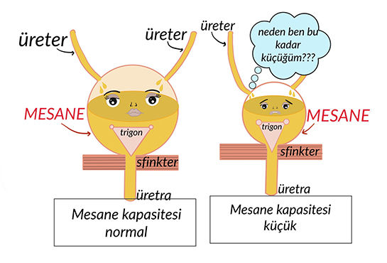 Mesane Kapasitesi